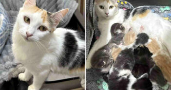 保護された母猫と8匹の子猫達