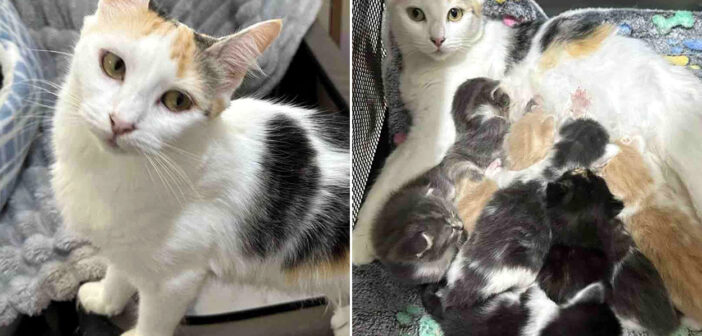 保護された母猫と8匹の子猫達