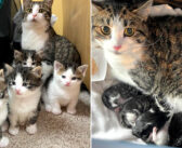 ある晩突然、家に入ってきた野良猫。1年間住人に助けてもらった猫は、お腹の子猫達のために家に入ることを決意する