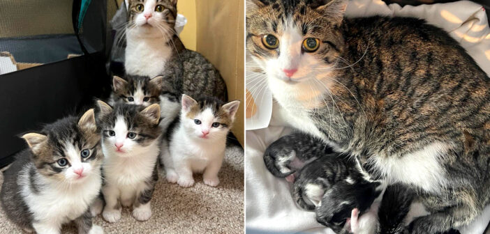 ある晩突然、家に入ってきた野良猫。1年間住人に助けてもらった猫は、お腹の子猫達のために家に入ることを決意する