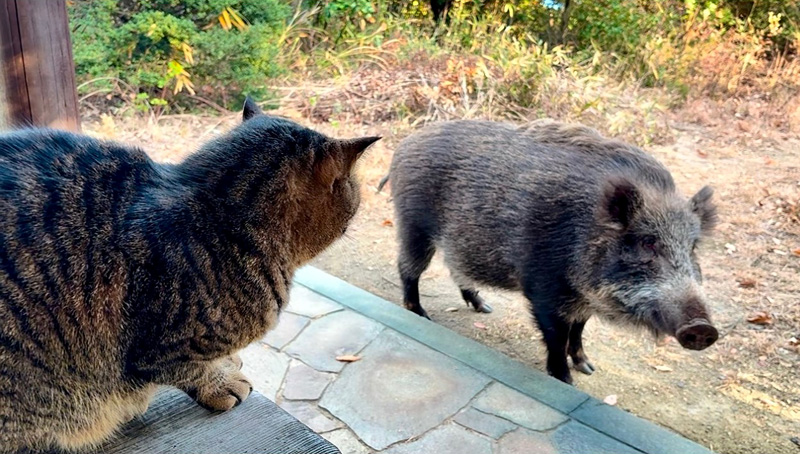 猫に挨拶するイノシシ