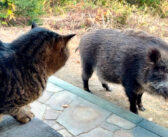 猫に挨拶するも、警戒されちゃったイノシシ。そこにウリ坊もやって来て、とっても可愛い姿を見せてくれた (*´ｪ｀*)♡