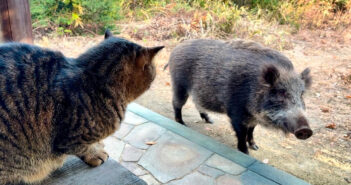 猫に挨拶するイノシシ