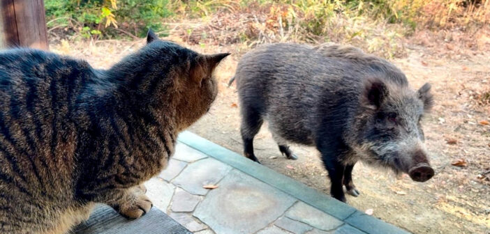 猫に挨拶するイノシシ