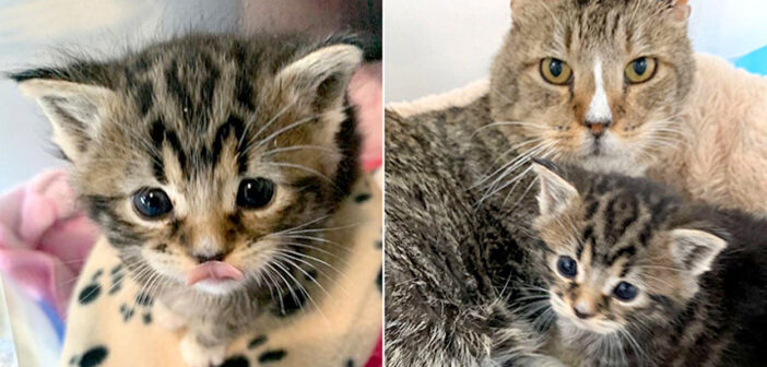 保護されてからも鳴き続けていた子猫。猫のおじいちゃんに優しく抱きしめられた瞬間から、幸せに満ちた毎日が始まる♡