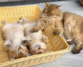 仰向け状態で動かなくなっていた子猫達を心配した父猫が、とっても愛情深い行動に出た (*´ｪ｀*)♡