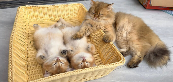 仰向け状態で動かなくなっていた子猫達を心配した父猫が、とっても愛情深い行動に出た (*´ｪ｀*)♡