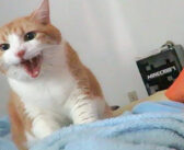 「朝だよー、起きてよー♪」と毎朝起こしに来る猫。その声と仕草がとっても可愛くて、いつまでも聞いていたくなる♡
