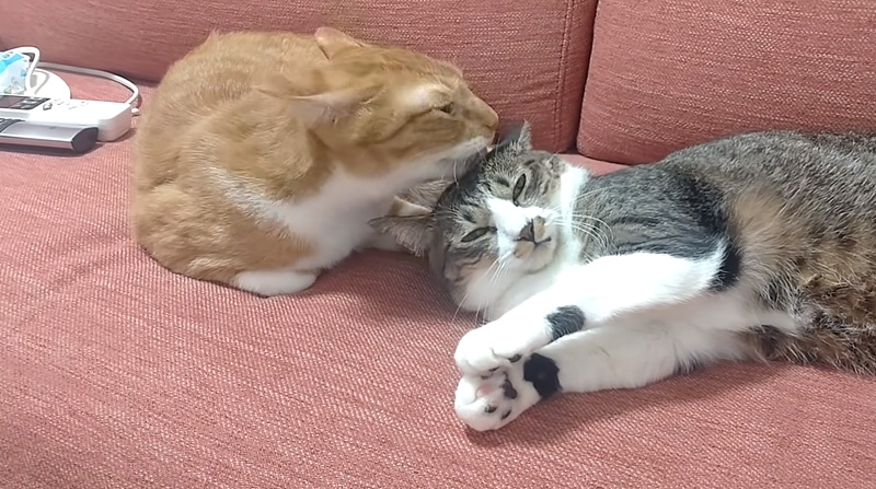 毛づくろいされる猫