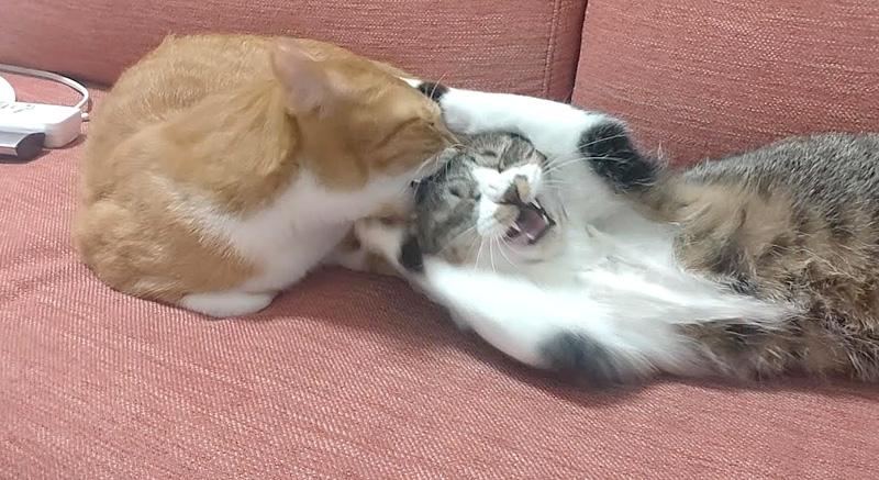 頭を噛まれた猫