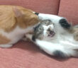 頭を噛まれた猫