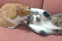 頭を噛まれた猫