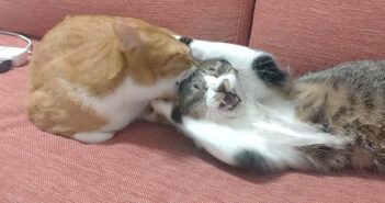 頭を噛まれた猫