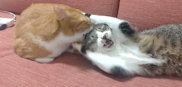 頭を噛まれた猫