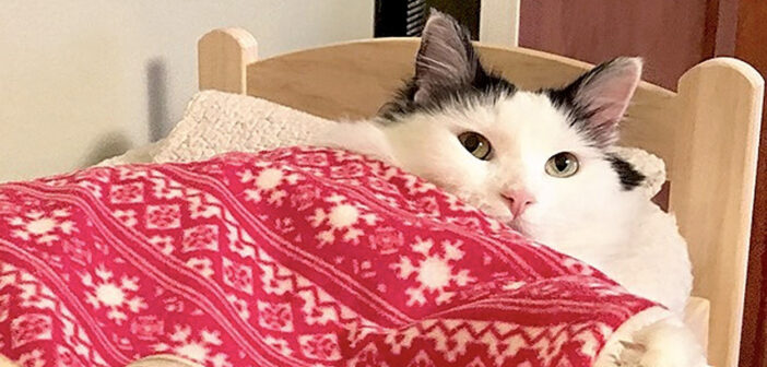 「おやすみにゃさ〜い♪」毎晩、眠たくなると自分のベッドに入って行く猫さんの様子が可愛すぎてキュンとする ( *´艸`)♡