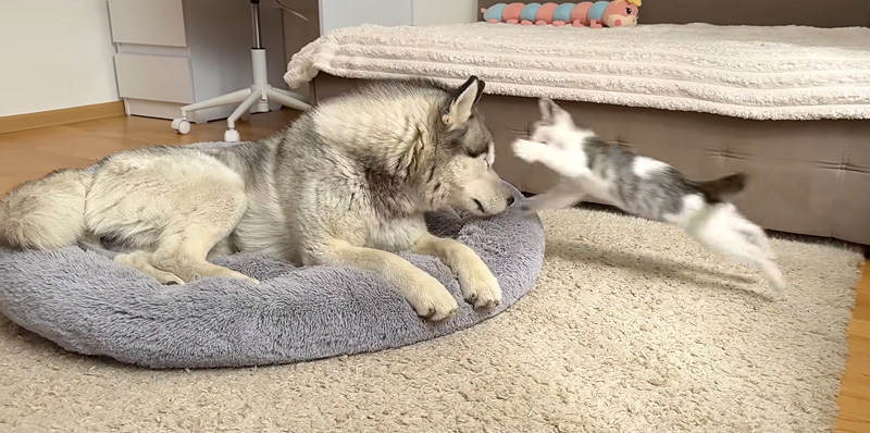 巨大なハスキー犬に突撃する子猫