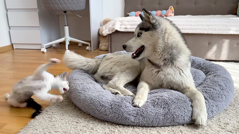 豪快に滑った子猫