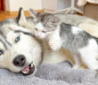 巨大なハスキー犬に突撃する子猫