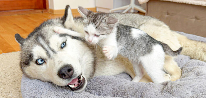 巨大なハスキー犬に突撃する子猫
