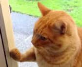 「今帰ったにゃ〜」と玄関チャイムを器用に鳴らして、ドアを開けてもらう猫さんの姿にビックリ (*゚0゚)!