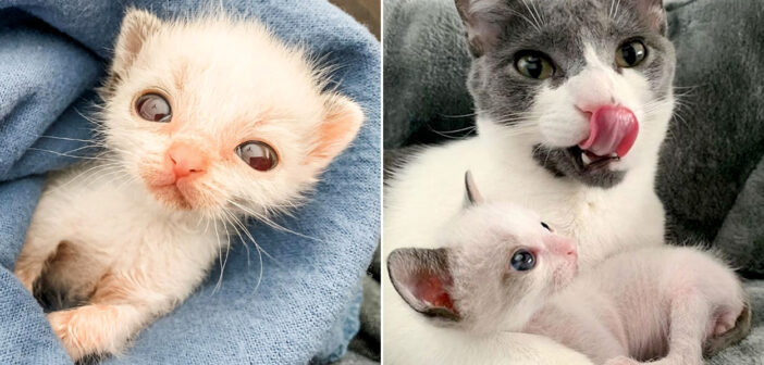 独りぼっちだった小さな子猫。温かい家族との出会いで元気を取り戻すと、病気で閉じられていた瞳に再び輝きを取り戻す！