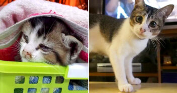 車道で保護された子猫