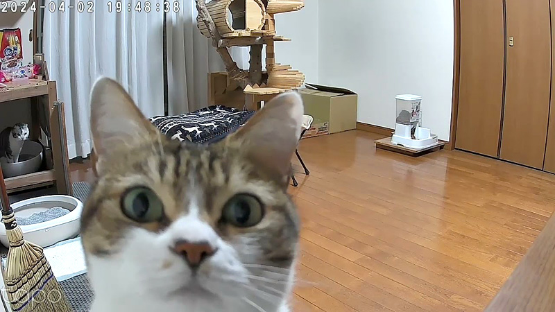 初めてカメラに気づいた猫