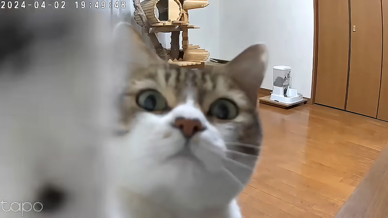 カメラが気になる猫