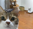 初めてライブカメラに気づいた猫
