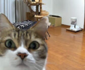 猫が初めてライブカメラに気づいた瞬間♪ カメラが気になって仕方がないようで、可愛すぎる行動に出た ( *´艸｀)♡