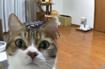 初めてライブカメラに気づいた猫