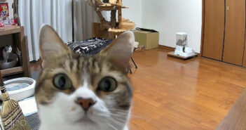 初めてライブカメラに気づいた猫