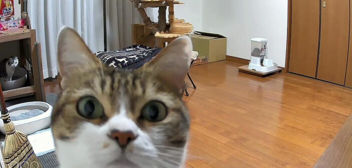 初めてライブカメラに気づいた猫