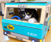 「何これ♪」飼い主さん力作のダンボールカーが気になり始めた猫さん。興味津々で動く車を乗りこなす様子が可愛かった♡