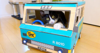 「何これ♪」飼い主さん力作のダンボールカーが気になり始めた猫さん。興味津々で動く車を乗りこなす様子が可愛かった♡ ダンボールカーに乗る猫