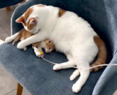 動物病院で暮らし、これまでにたくさんの動物達を救ってきた猫。衰弱した小さな患者のために力を尽くす姿に胸が熱くなる