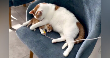 動物病院で暮らし、これまでにたくさんの動物達を救ってきた猫。衰弱した小さな患者のために力を尽くす姿に胸が熱くなる