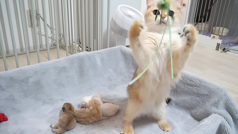 オモチャで遊ぶ母猫