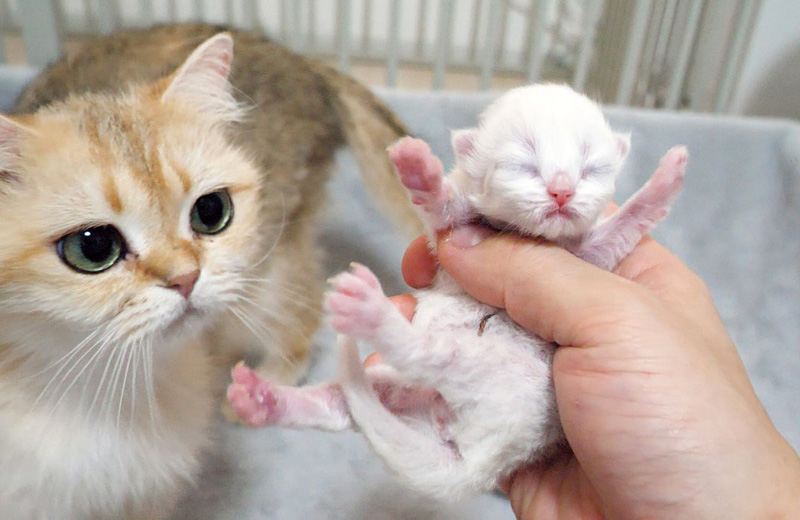 赤ちゃん猫を抱っこしたら母猫に怒られた