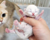 赤ちゃん猫を抱っこしたら母猫に怒られた… 我が子を何よりも大切に思う母猫の姿に大きな愛情を感じる (*´ｪ｀*)