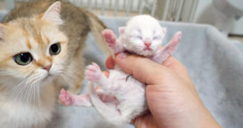 赤ちゃん猫を抱っこしたら母猫に怒られた
