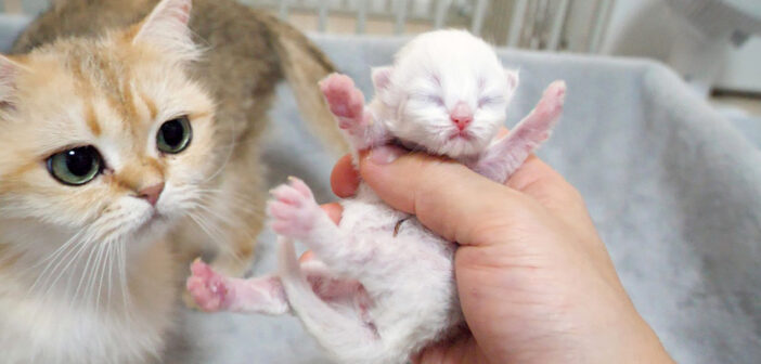 赤ちゃん猫を抱っこしたら母猫に怒られた