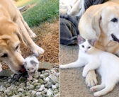 切り株の中で独りぼっちで鳴いていた子猫を温かく迎えた先住犬。たくさんの愛情で幸せいっぱいの猫へと成長させる