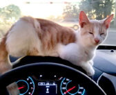 ドライブスルーでタコスを注文した男性が、なぜか猫を手に入れた！ 予想外のことに戸惑うも、幸せいっぱいの展開に♪