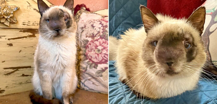 病気で顔の形が変わった猫
