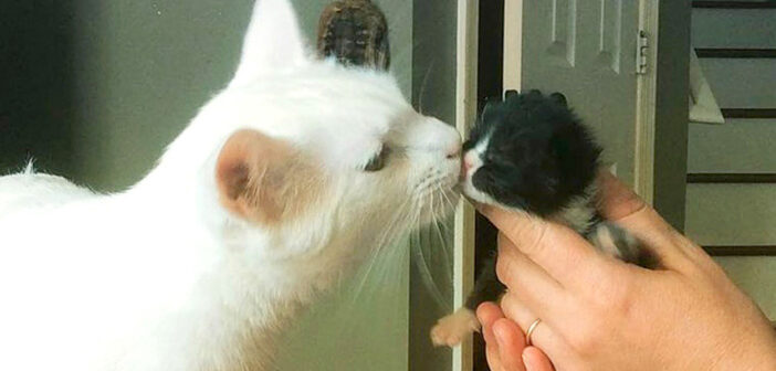 幼い頃に保護されて、大切に育てられた白猫。愛情深い猫へと成長して、何十匹もの保護子猫を育てる優しいお父さんになる