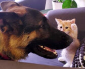 シェパードが住む家に幼い子猫がやって来た！ ふたりがお互いを受け入れて、徐々に親友になっていく様子に心が温まる