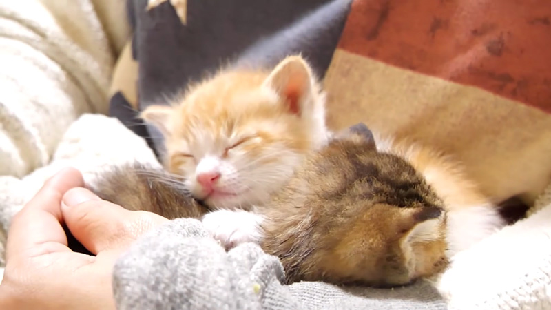 温かい抱っこに安心する子猫達