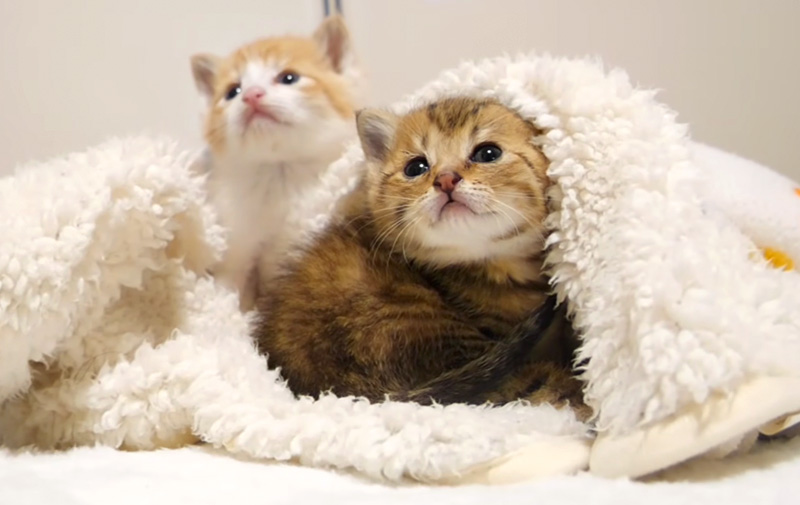 毛布に包まれる子猫達