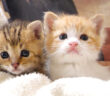温かい抱っこに安心する保護子猫達